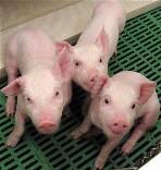 scientists said on Sunday they had genetically engineered pigs that make beneficial fatty acids and may one