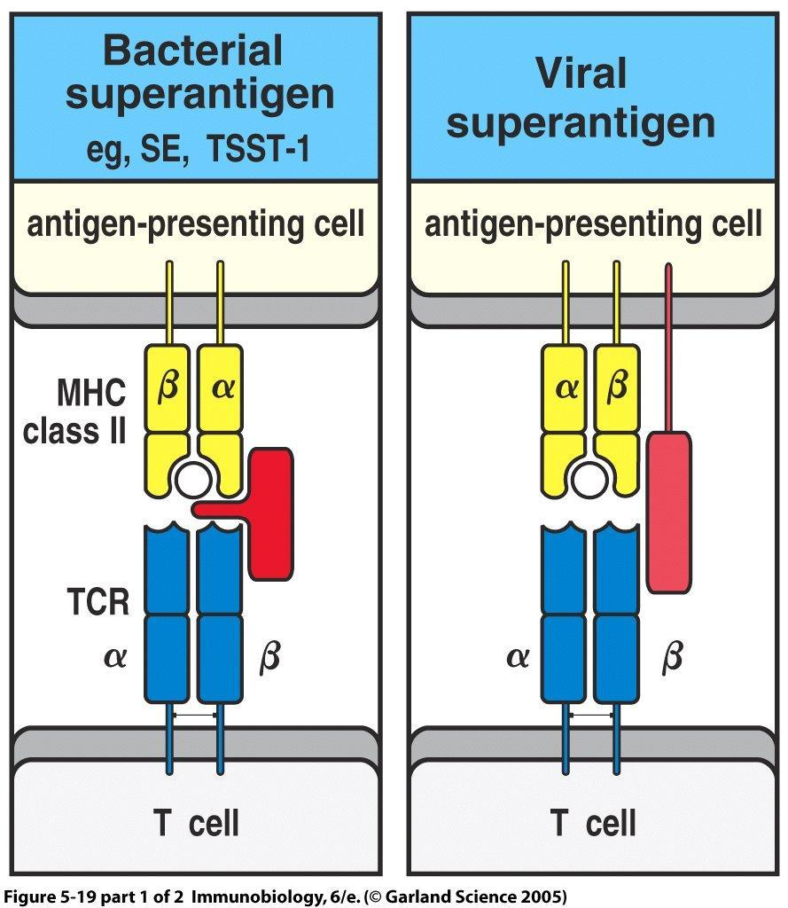 Superantigens Compared to a normal antigen-induced T-cell response where 0.001-0.