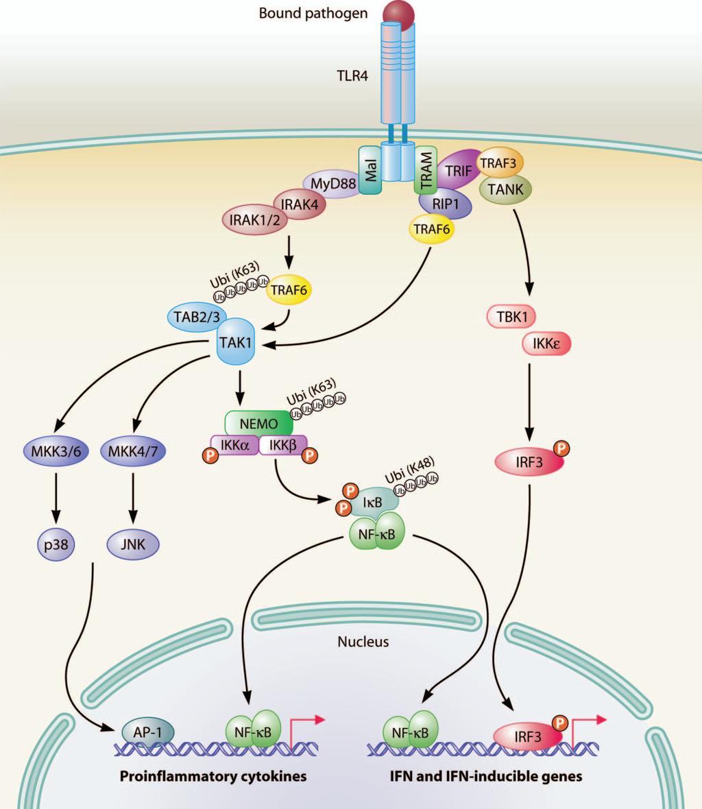250 MOGENSEN CLIN. MICROBIOL. REV. FIG. 5. Principles in TLR signaling. TLR4 activates both the MyD88-dependent and MyD88-independent, TRIF-dependent pathways.