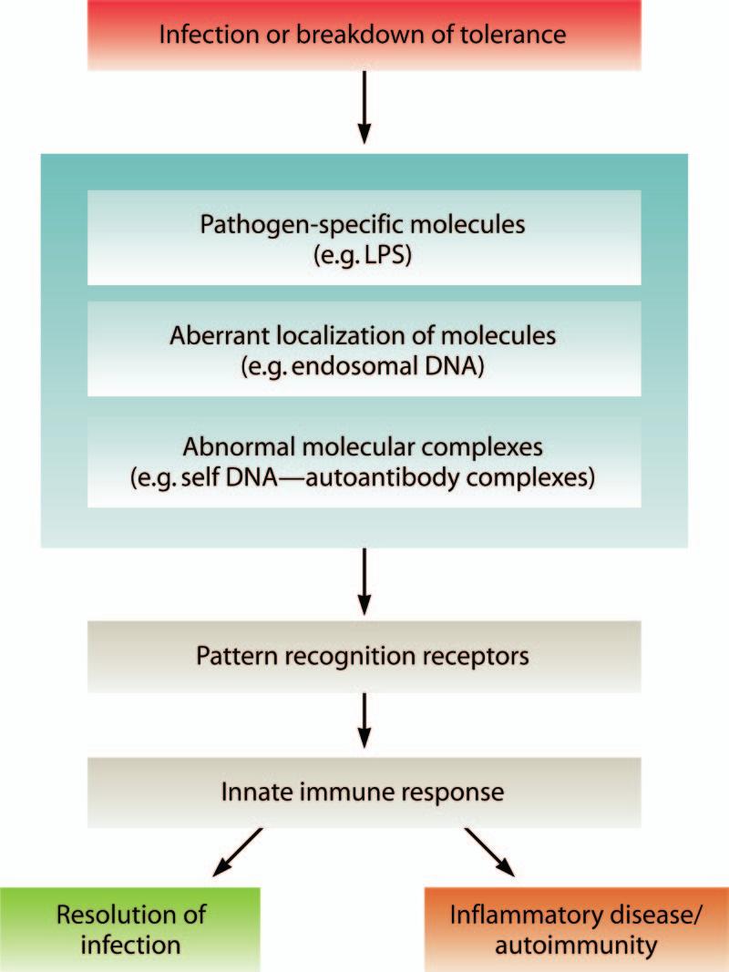 VOL. 22, 2009 MICROBIAL ACTIVATION OF INNATE IMMUNITY 241 FIG. 1. Principles in innate immune recognition by PRRs.