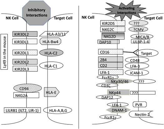 KIR Inhibitory and Activating Ligands Murphy WJ, Parham P, Miller JS.