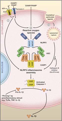 Cell 2010;140:821-832 Inflammasomes Upon activation, NLRs assemble into inflammasomes High molecular weight platforms that activate caspase -1