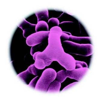 2.5.2. BAKTERIJA Lactobacillus casei Slika 1 Lactobacillus casei [9] Lactobacillus casei su gram pozitivne fakultativno anaerobne, nepokretne i nesporogene, štapićasti pripadnici industrijski važnih