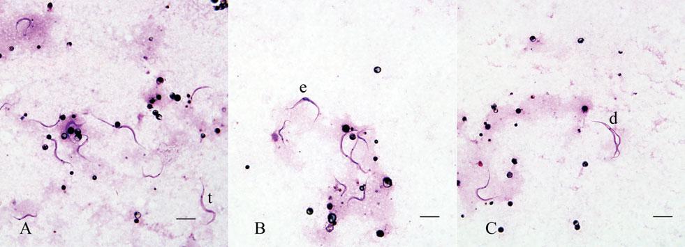 J. M. Austen and others 870 Fig. 3. Light photomicrographs of trypanosomes in Modified Wright s stain from the gut region and bloodmeal of a tick collected from quokka 2917. (A) Trypomastigote form.