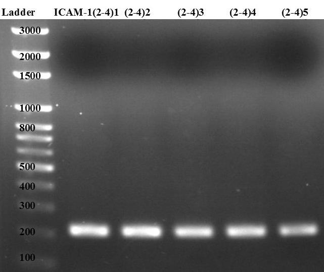 Results Greenwald 20 Mouse ICAM-1 exon deletion Mouse ICAM-1 exon deletion variants were cloned into the pcmv plasmid based on the PCRmediated plasmid deletion protocol 29, which is a modification to