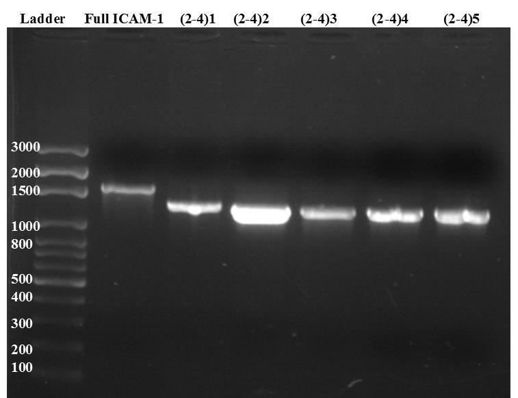 Greenwald 21 Figure 8: The T7 and BGH primers showed that full-length ICAM-1 was longer than the DNA purified from the transformed (2-4) samples; a band was observed for full-length ICAM-1 at
