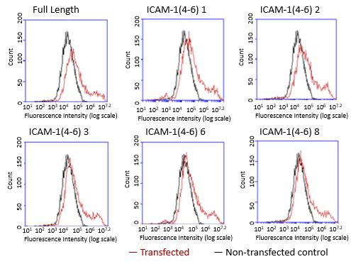 Greenwald 23 Figure 11: Results of FACS of HEK293T cells transfected with the full-length ICAM-1 plasmid and five of the samples of the ICAM-1(4-6) plasmid.