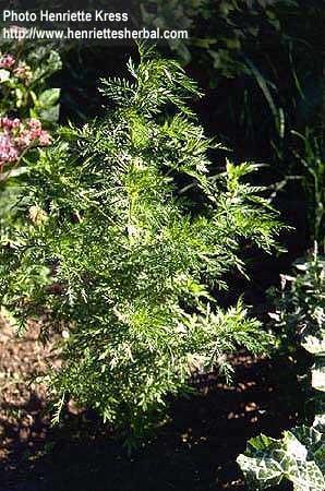 Notable Natural Products - Artemisinin Artemesia annua (sweet annie) was described (168 BC) in the Chinese medical treatise, 52 Remedies Artemisinin, isolated (1972) from A.