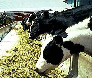 Dairy Cattle Ration Calf (milk replacer, calf starter) Growing (grower) Heifer (heifer ration) Lactation (lactation ration)