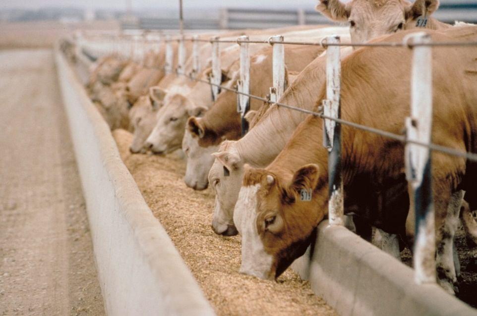 (Starter, Grower, Finisher) Beef Cattle Ration Calf (milk