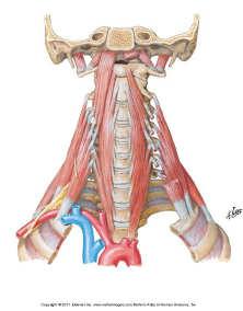 Deep Cervical Flexors (DCF) Longus Colli & Longus Capitis Craniocervical flexion, counter lordosis Actions of