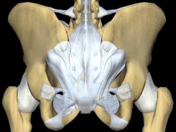 Structural Examination for Lower Back