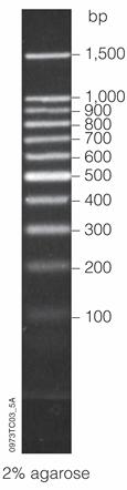 Figure 4-1 DNA Ladder