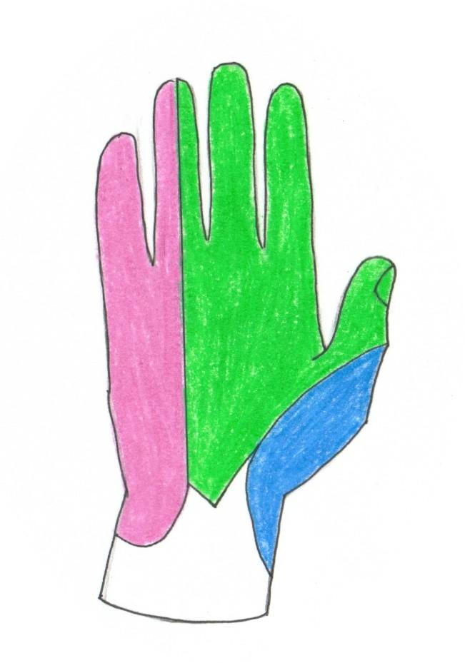 Nerve Innervations: Sensory This illustration is of the right hand in anatomical position.