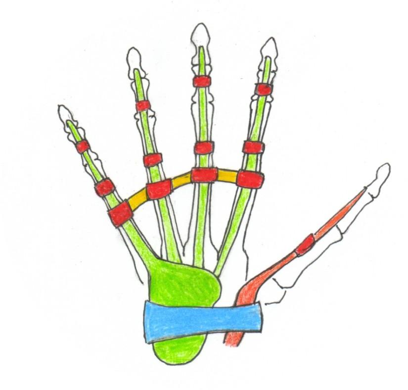 Mechanisms: In the hand, there are two mechanisms: : the flexor mechanism and the extensor mechanism.. Let s review the anatomy of both using the diagrams below.