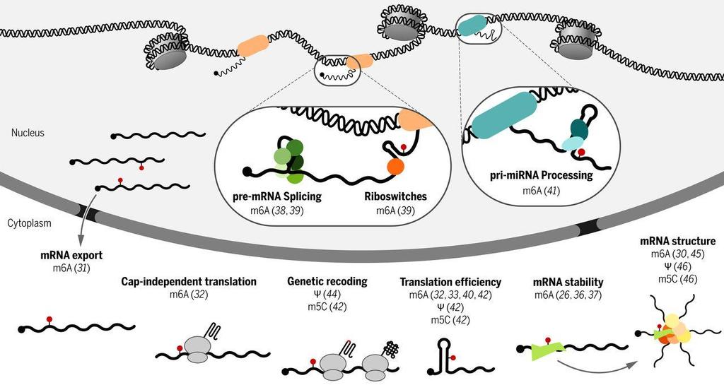 Diverse molecular functions of m6a, Ψ, and m5c in coding