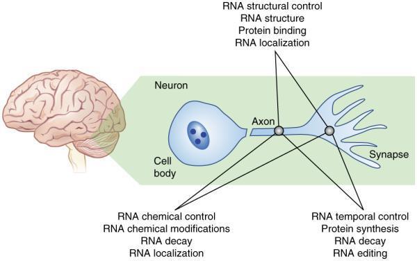 Evolving insights into RNA modifications