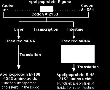 C>U RNA editing produces a shorter isoform of ApoB in intestinal