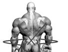 What are the mechanisms of hypertrophy? Mechanisms of Hypertrophy Mechanical Tension Metabolic Stress Muscle Damage 1.