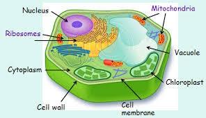 2. THE CELL.