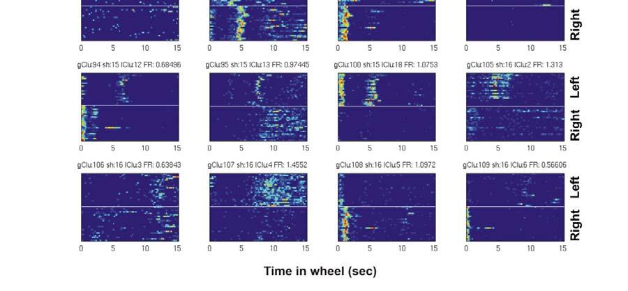 neurons during wheel