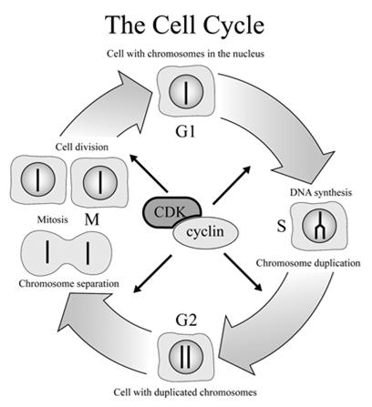 Cell cycle regulation The cell cycle is driven by a combination of two substances that signal the cellular reproduction process.