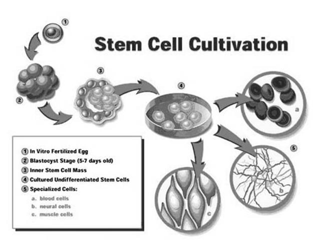 - Hence the name stem cells Stem Cells Stem cells have the remarkable potential to develop into many different cell types in the body.