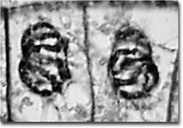 Formation of two Daughter cells that are