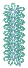 Chromosome Structure Figure 8.10 The chromosomes of a eukaryotic cell undergo changes in shape and structure during the different phases of the cell cycle.