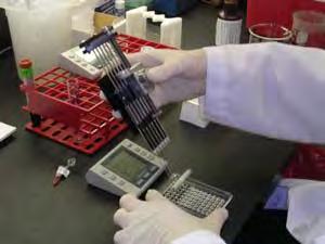 A multichannel pipette is used to add the fluoroquench Fluoroquench stains and fixes lymphocytes Active
