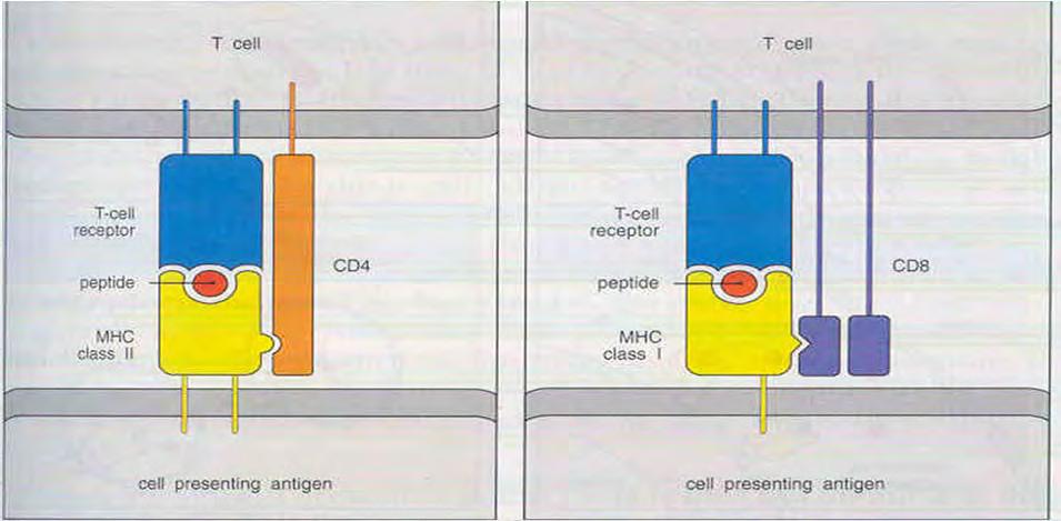 Class II CD4 T Cell Helper and Inflammatory T Cell