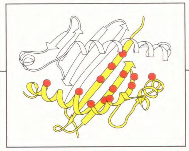 Class II HLA molecule