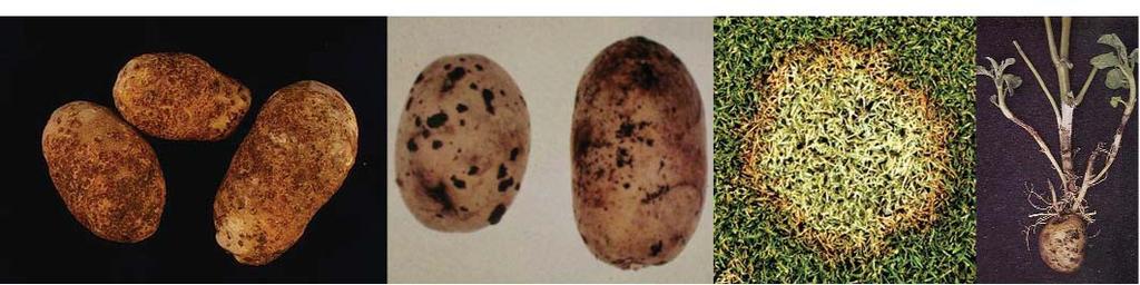Common Scab in Potatoes Rhizoctonia Black Scurf Pink Snow Mold in turf Rhizoctonia Stem Canker Mode of action PCNB is listed as a lipid and membrane synthesis inhibitor with the Fungicide Resistance