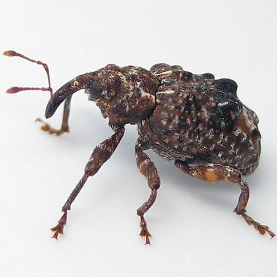 Plum curculio Adults are beetles in the weevil