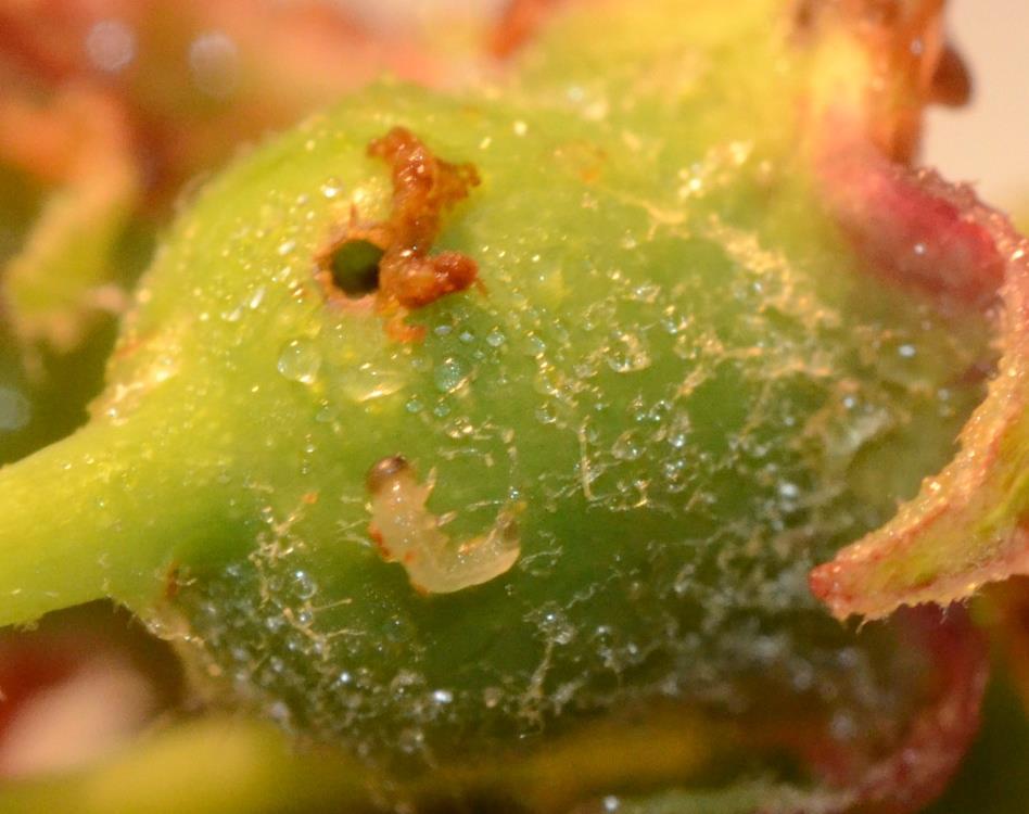 Saskatoon sawflies Larvae feed inside of fruits