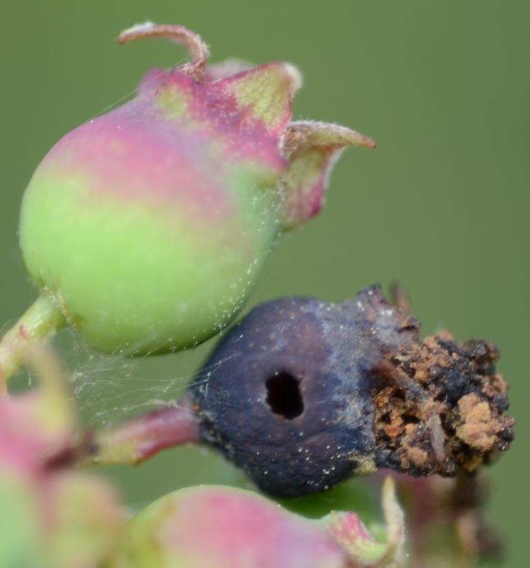 Saskatoon sawflies Larvae exit fruits to