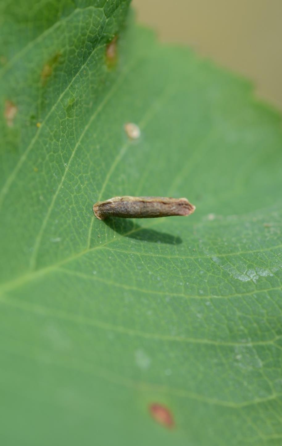 Casebearer moth Adults are small, delicate moths Larvae construct cases to protect their bodies Head and front legs