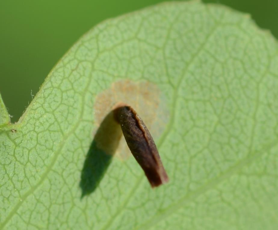 Casebearer moth On foliage, injury is a