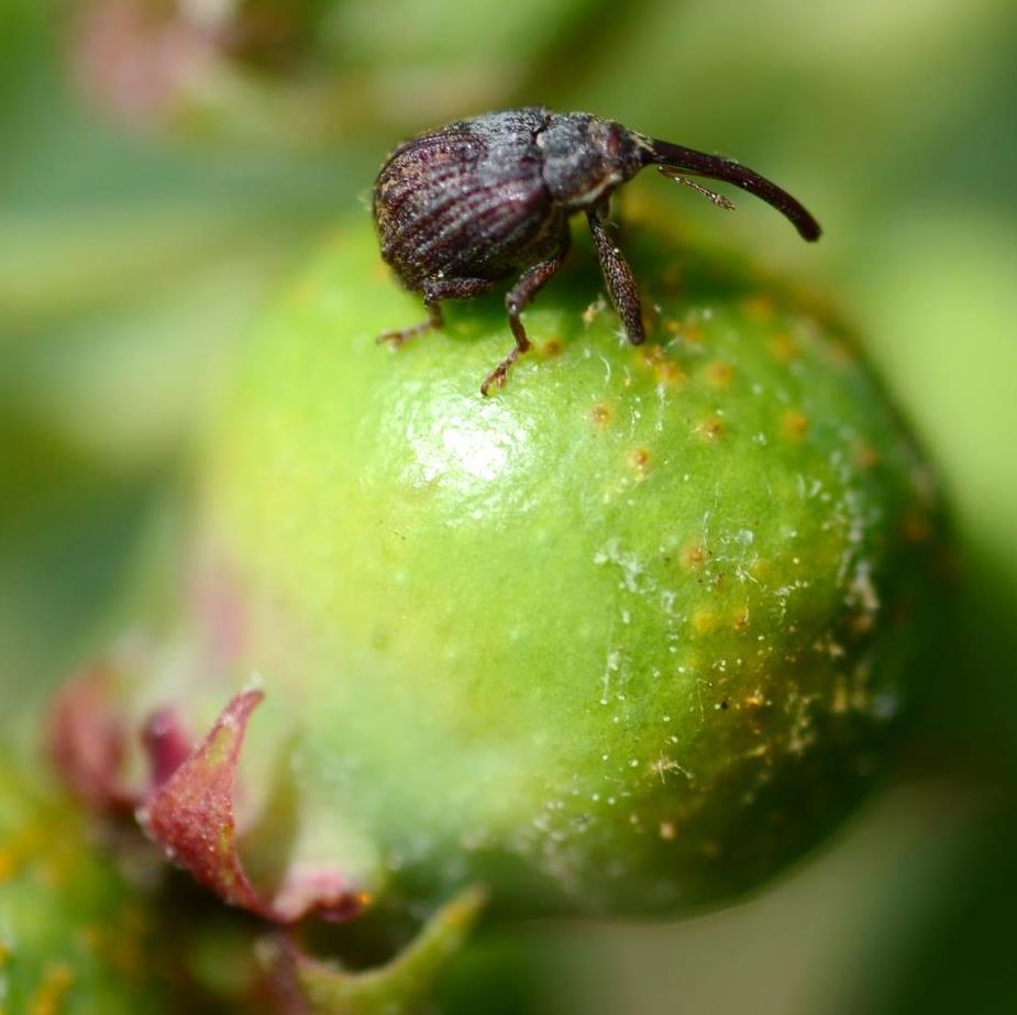 Apple curculio Adults are