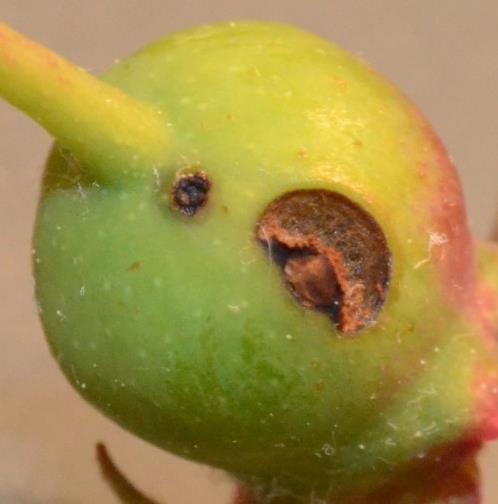 Conclusions Apple curculio can be an important pest Potential for significant yield loss Potential for contaminated fruit at harvest Sawflies can be