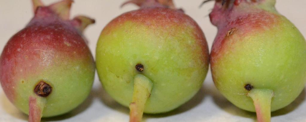 Apple curculio Adults are beetles in