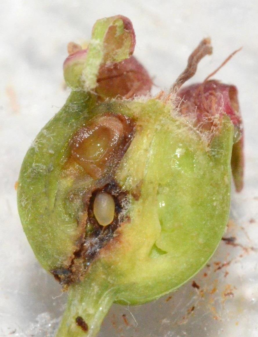 Apple curculio Adult feeding results in a