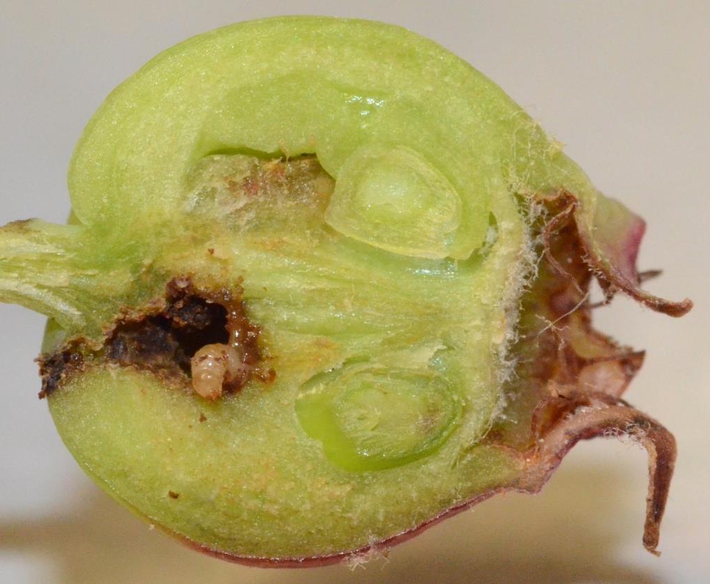 Apple curculio Larvae are grub-like No