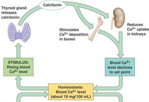 ADRs Use P.K Effect Definition Calcitonin Calcitonin Calcitonin is synthesized and secreted by the parafollicular cells (C cells) of the thyroid gland.