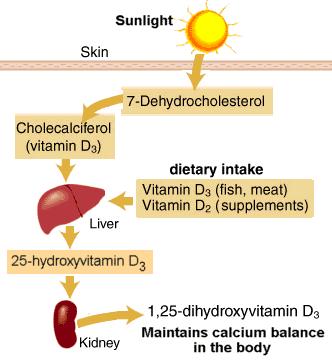 abnormalities. 1. dietary intake or Exposure to the ultraviolet rays in the sunlight convert 7-dehydrocholesterol to cholecalciferol (vitamin D3) 2.