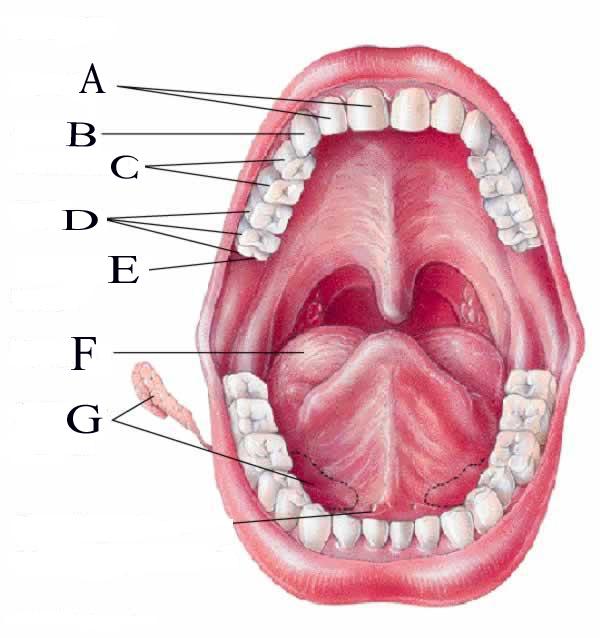 Station D: 26. How many teeth does this adult have? 32 teeth 27. Many individuals have their wisdom teeth pulled. Which letter represents these teeth? E (wisdom teeth) 28.