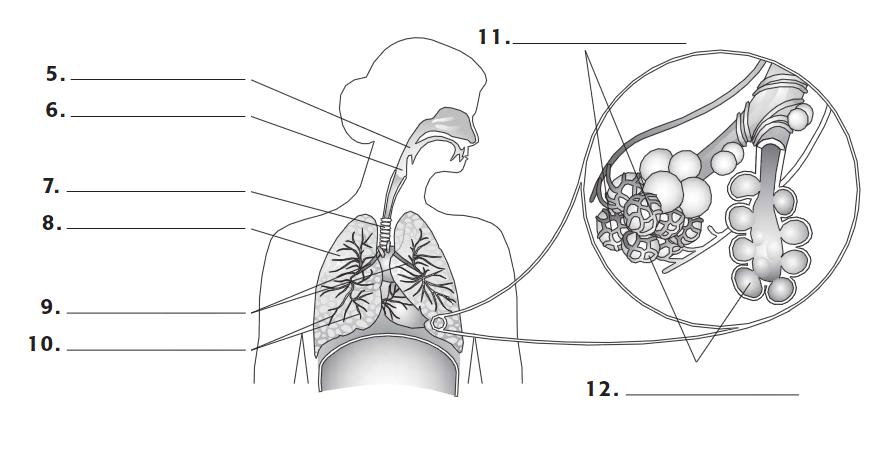capillaries 5. bronchi e. body cavity in which the lungs are held C. The figure illustrates the parts of the respiratory system.