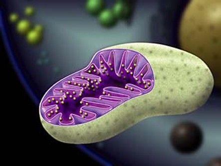 Mitochondria, plural for mitochondrion, are the organelles that cells use as their energy factories.