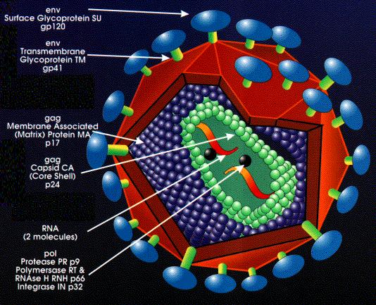 HIV-1: viral antigens