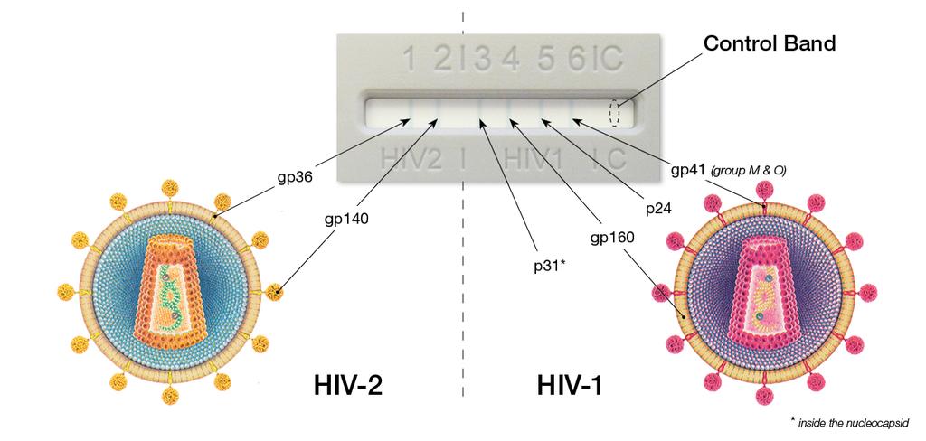 The Geenius TM HIV-1/2 Lines